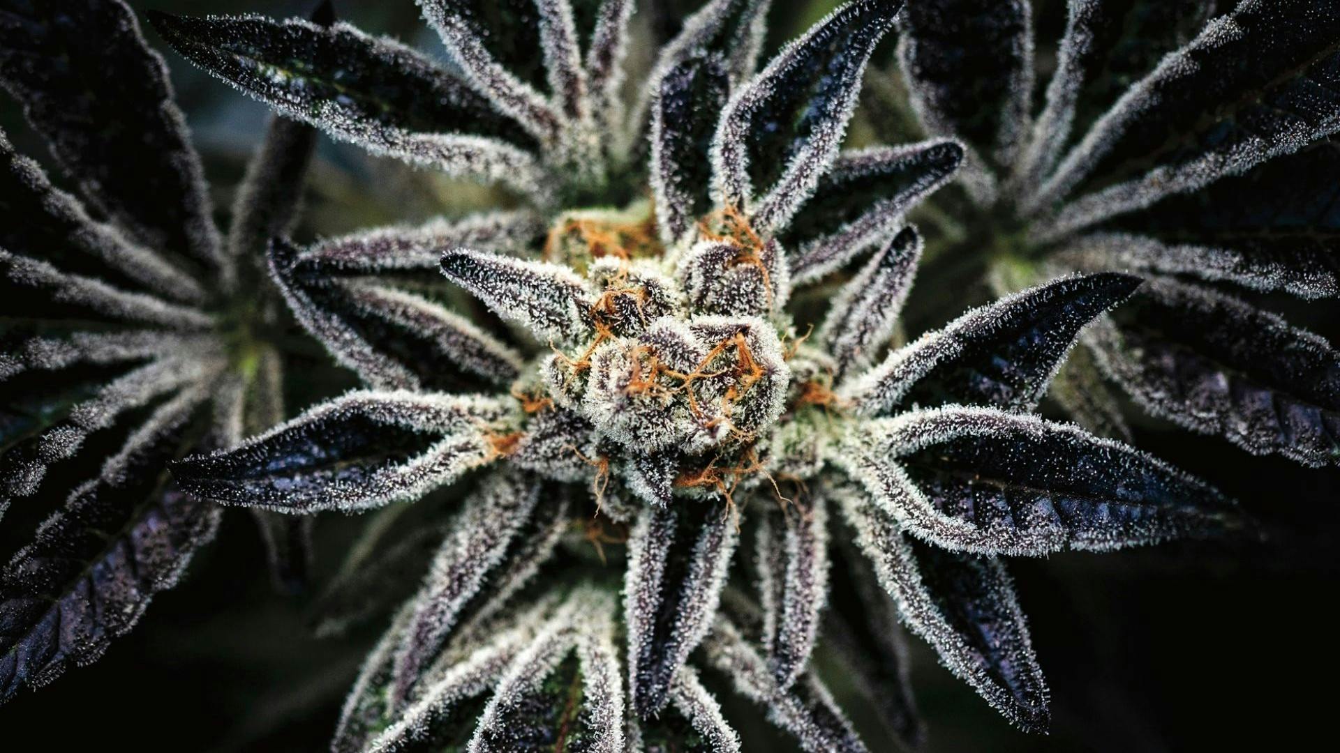 LitHouse *Premium Top Shelf Cannabis* Leafly